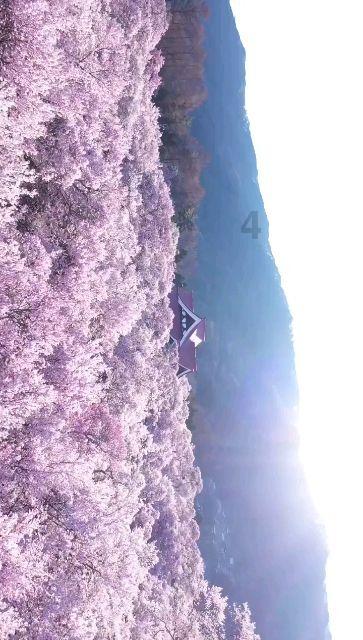 旁观者